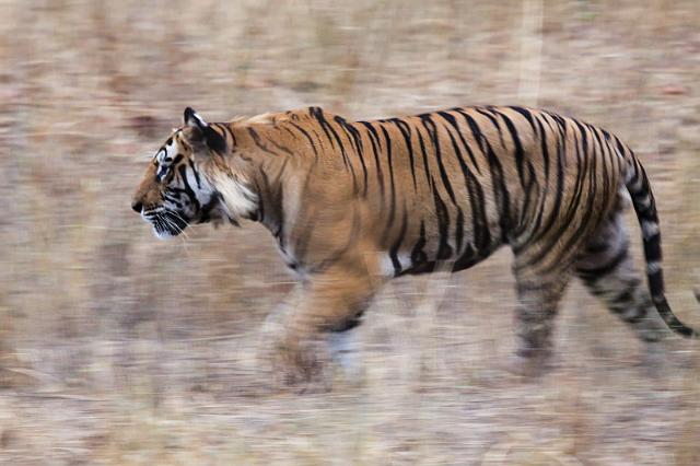 034 Bandavghar Nationaal Park, Indische Tijger.jpg